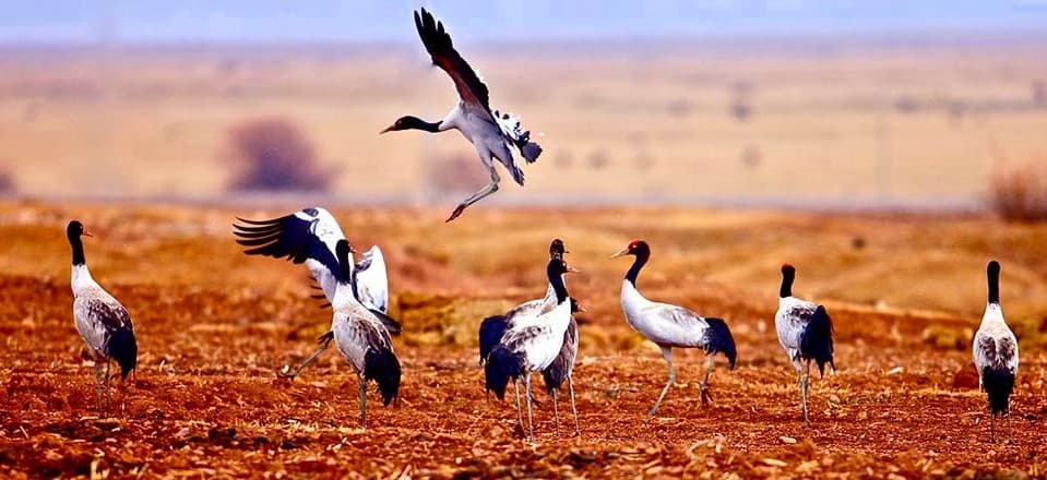 Bhutan’s Top Bird Watching Spots