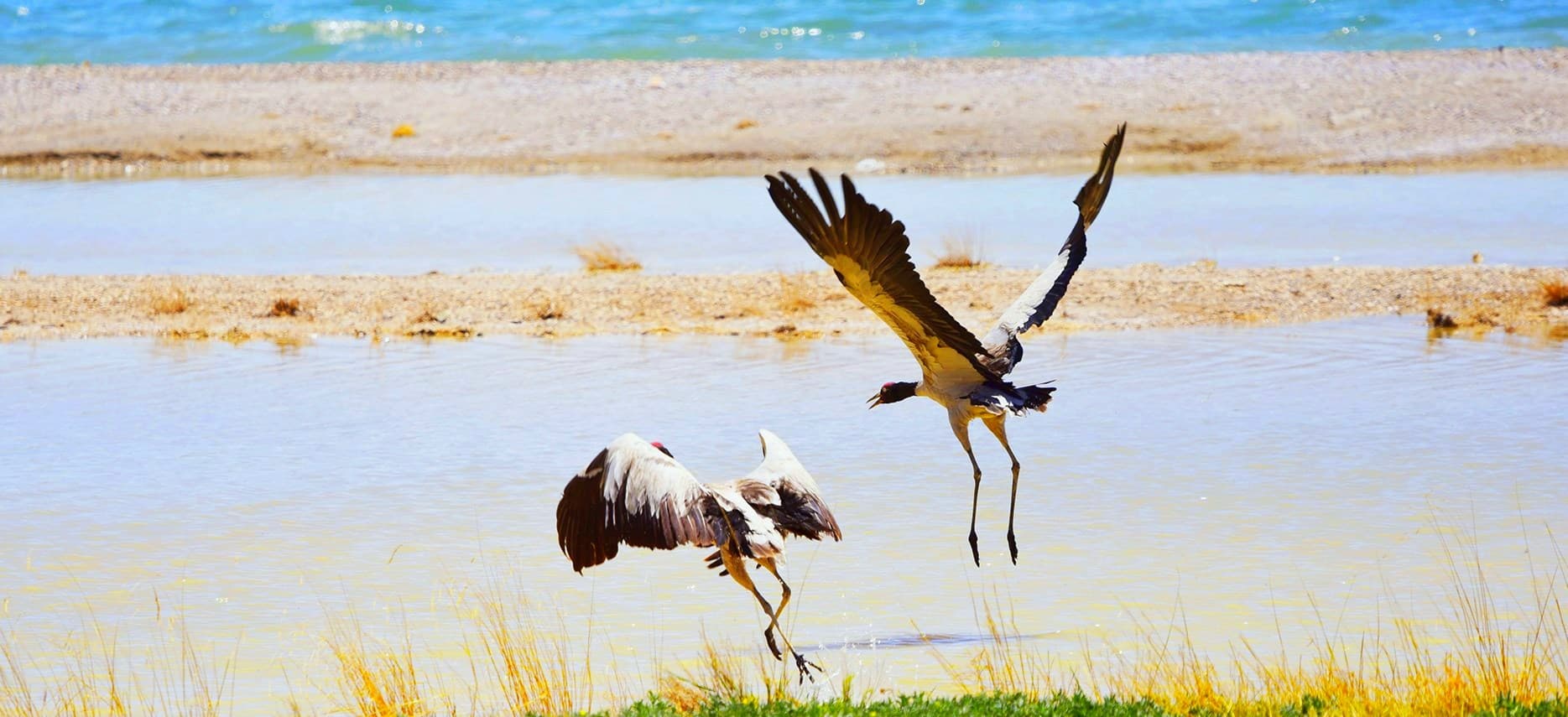 Top Places for Bird Watching in Tibet