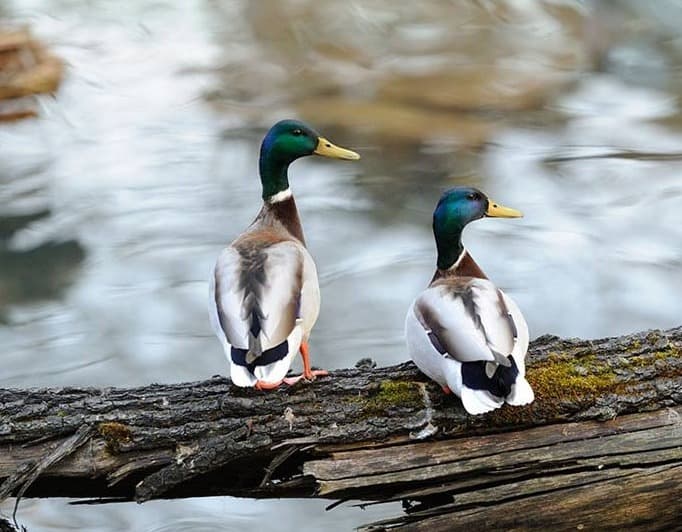 Top Places for Bird Watching in Tibet