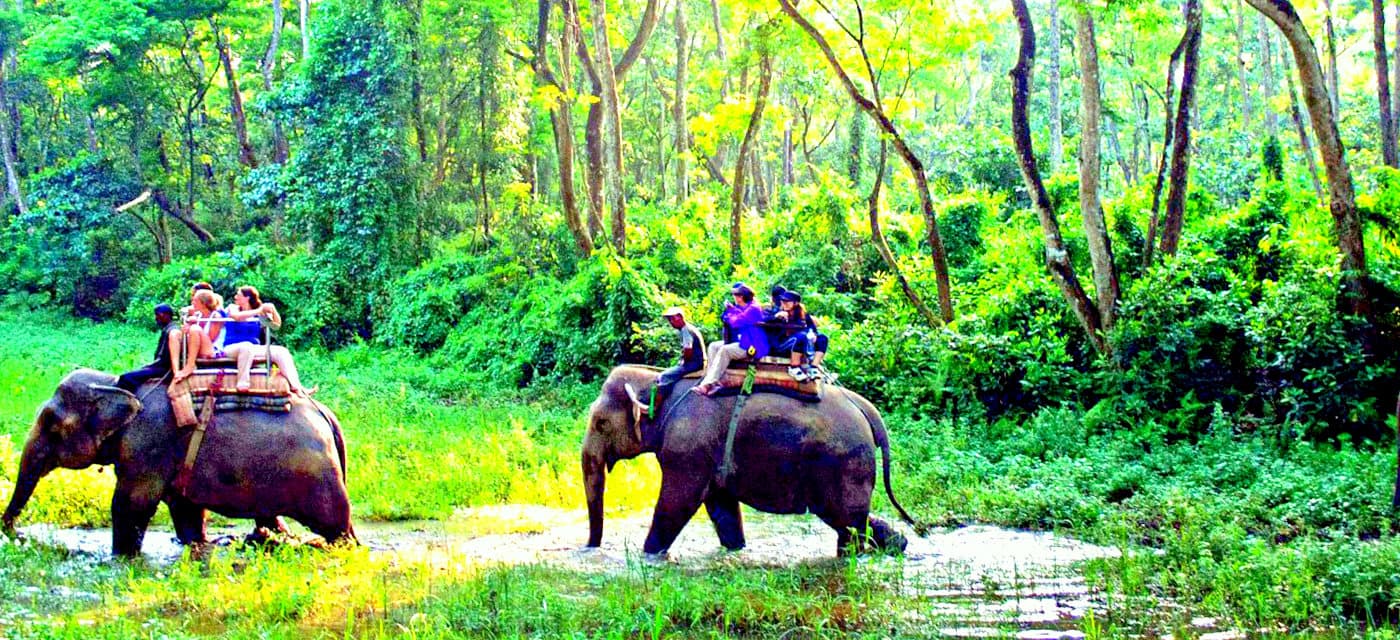 Best Jungle Safari Experience in Nepal